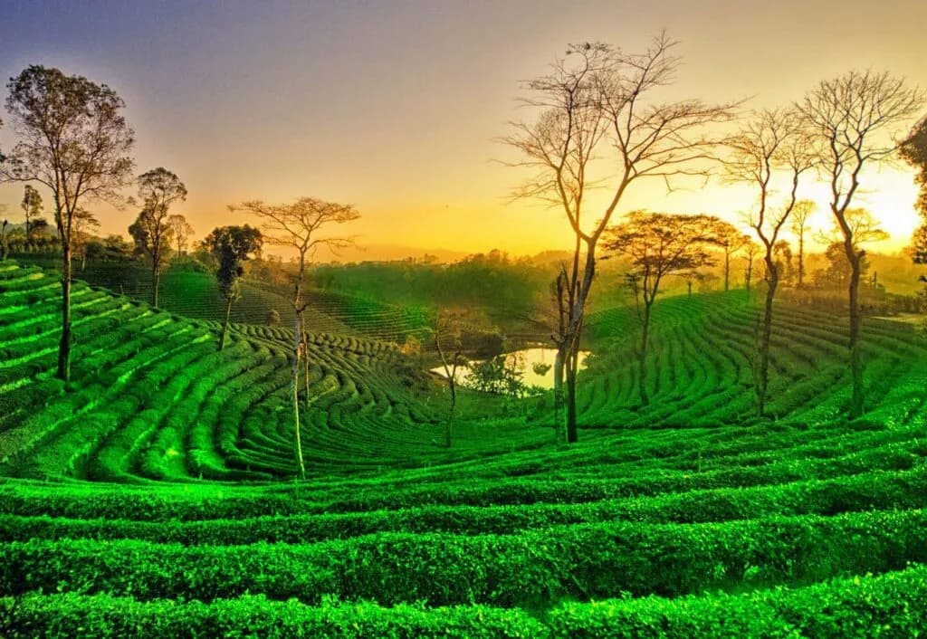 Assam
